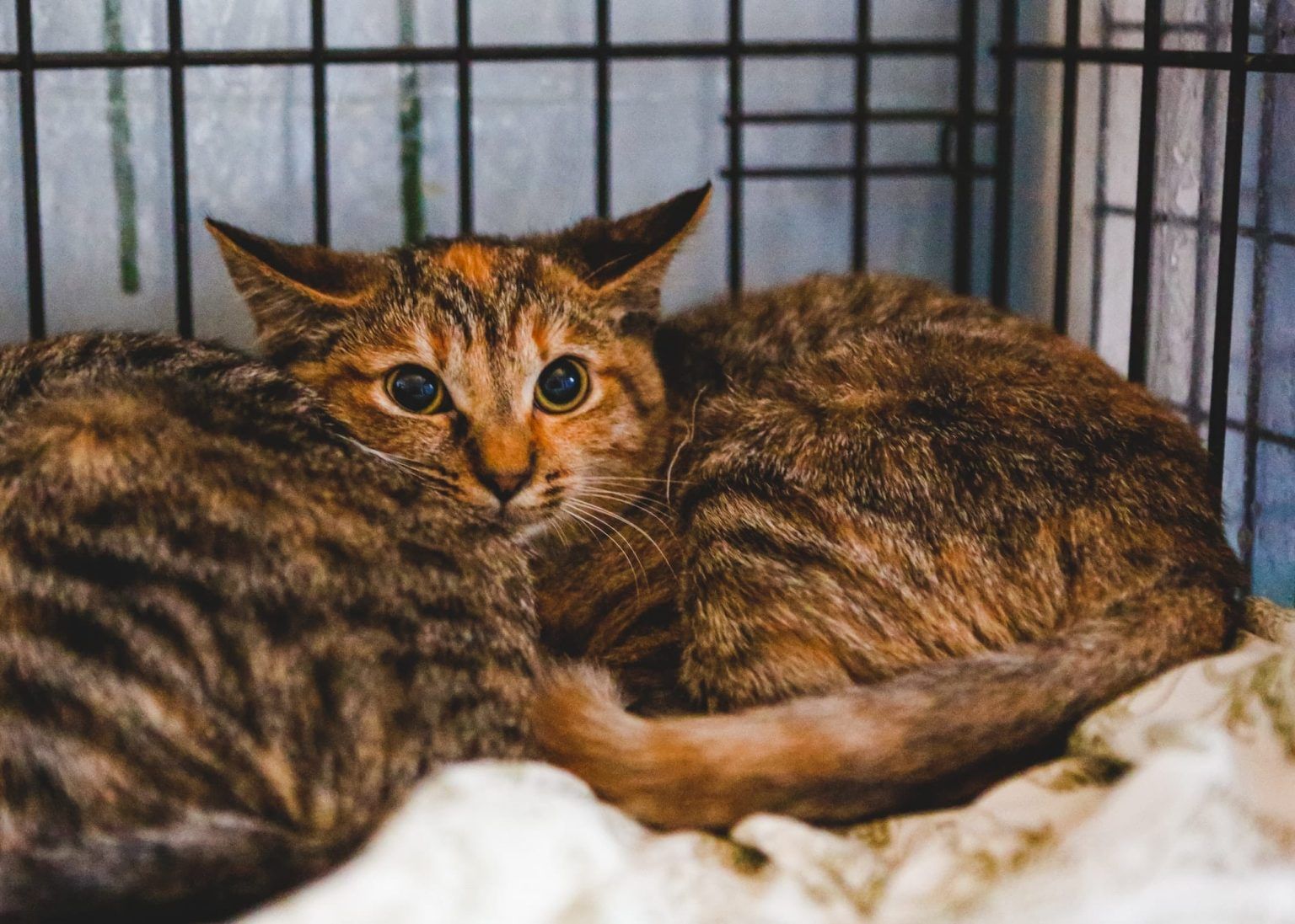 Quelles sont les astuces pour apprivoiser des chatons sauvages